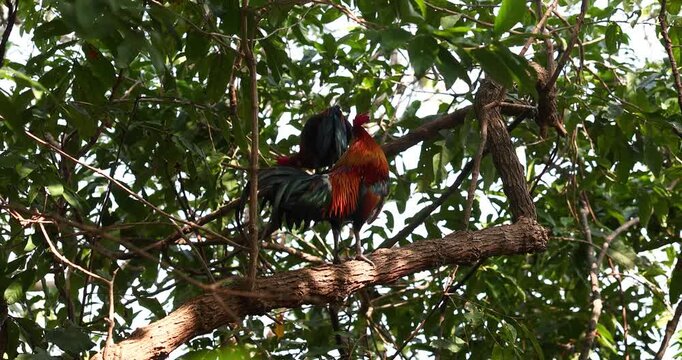 Colorful rooster perched on a tree branch surrounded by green tropical foliage. The sunlight highlights the bird&rsquo;s vibrant feathers, creating a lively scene of rural and natural beauty.
