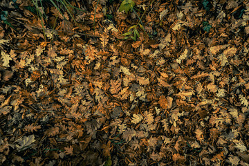 autumn leaves background