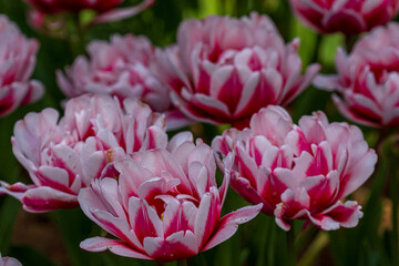 Fototapeta premium Tulips, Sea Side Park, Japan, Asia 