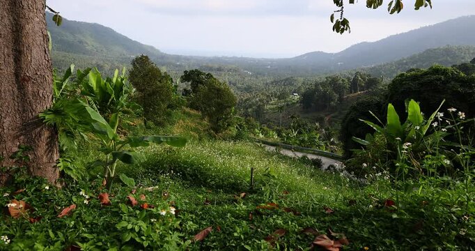 Tropical mountain landscape with lush greenery, banana plants, wildflowers, and a curving road winding through the valley. The scene captures the beauty of untouched nature and the tranquility of a tr