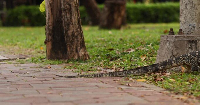 Large monitor lizard walking on a park pathway with green grass and trees in the background. The reptile&rsquo;s long body and detailed scales are clearly visible, creating a striking wildlife scene