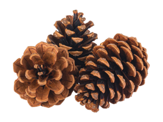 Natural pine cones autumn decor, warm brown texture, organic seasonal centerpiece, rustic charm, perfect for crafts, DIY projects, or cozy nature-inspired arrangements.