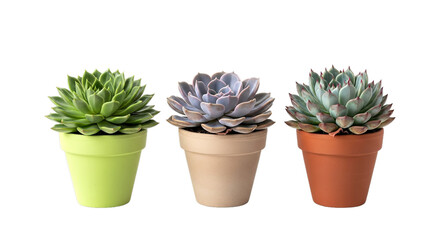 Three succulent plants in colorful pots