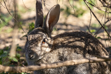 grey rabbit on the ground