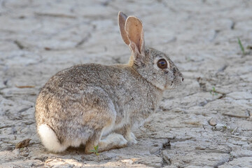grey rabbit on the ground