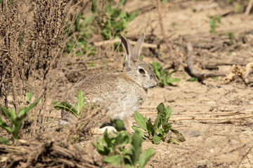 grey rabbit on the ground