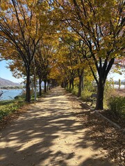 단풍 나무 산책로