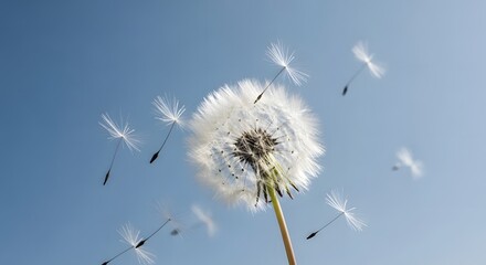Obraz premium Dandelion Seed Head Dispersing Seeds in Blue Sky flying