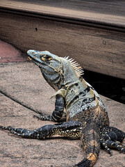 Lizard basks in sunlight : A captivating view of a lizard soaking up the sun, capturing intricate detail and a unique reptilian perspective.