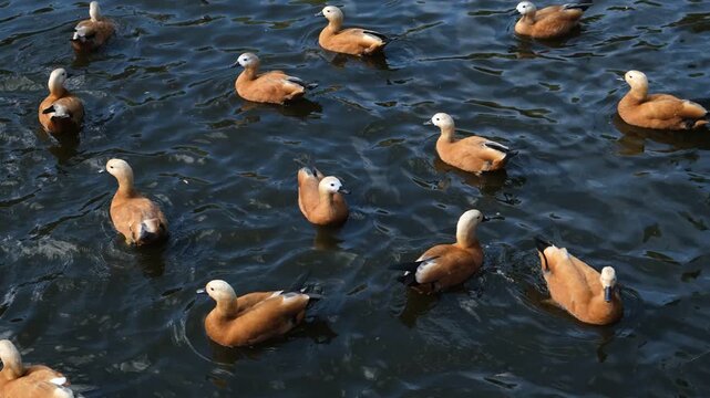 A duck's fire in the Tadorna ferruginea water. Orange ducks on the surface of the water. Waterfowl migrating birds settle in the park, begging for food from people. Winter feeding of migratory birds