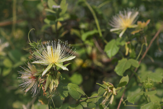 capparis divaricata flower or caper flower in forest	
