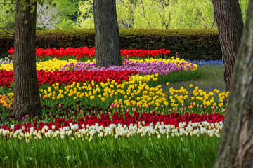Obraz premium Tulips, Sea Side Park, Japan, Asia 