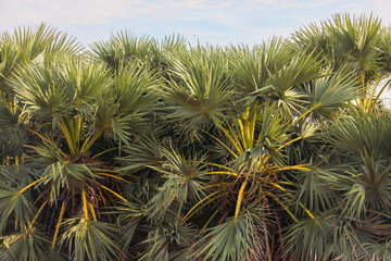 Asian palm trees in coastal area