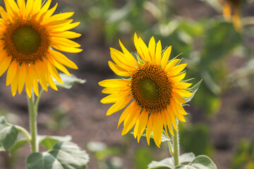 beautiful sunflowers in the field	
