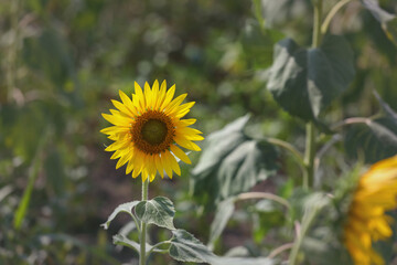 beautiful sunflowers in the field