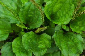 Close up of a spoon leaf plant (Plantago major) growing in the yard © Hendri