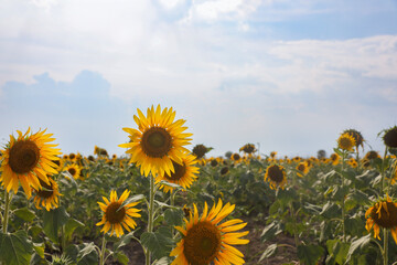 Fototapeta premium beautiful sunflowers in the field