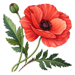 a vibrant illustration of a poppy flower