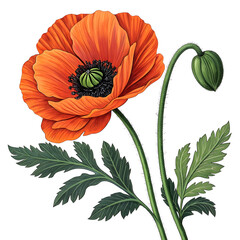 a vibrant illustration of a poppy flower