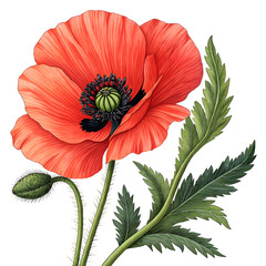 a vibrant illustration of a poppy flower