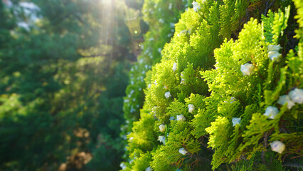 Natural progression of Oriental arborvitae seed cones from soft to spiky in a forest setting