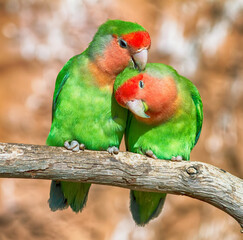 Pair of rosy-faced lovebirds cuddling on tree branch