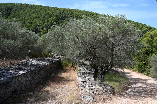 Olive trees on a Mediterranean island.  Adriatic island of Korcula, Croatia