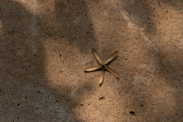 Minimalist concept: a single dry, star-shaped seed pod on a rough concrete background with shadow