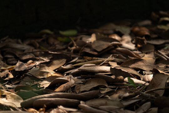 Forest floor background: dry fallen leaves on the ground with dappled sunlight, autumn concept.