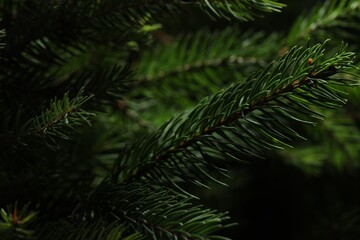 Beautiful Christmas tree branches as background, closeup