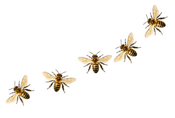 five honey bees in various flight positions arranged diagonally isolated on white background perfect for nature design ecology pollination and insect concept