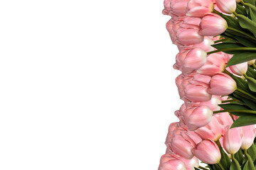 Beautiful pink tulip flowers arranged at the right vertical border with ample copy space isolated on white background perfect for spring design greeting cards or decorative floral concept