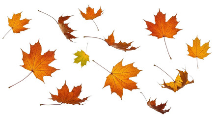 A collection of vibrant autumn leaves, showcasing a variety of colors from yellow to orange and red, seemingly caught in mid-air, creating a dynamic and seasonal display.