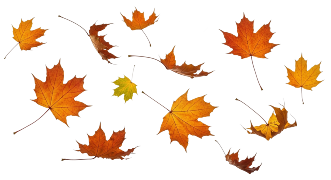 A collection of vibrant autumn leaves, showcasing a variety of colors from yellow to orange and red, seemingly caught in mid-air, creating a dynamic and seasonal display.