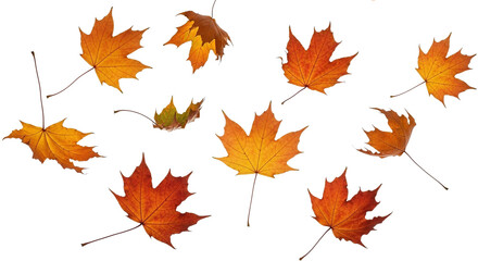A group of colorful maple leaves in shades of orange, yellow, and red, scattered across a white background, capturing the essence of autumn.