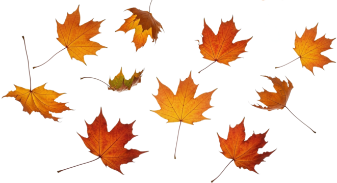 A group of colorful maple leaves in shades of orange, yellow, and red, scattered across a white background, capturing the essence of autumn.