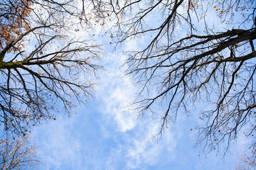 Low-angle view of tall autumn oak trees with golden leaves and sun rays shining through branches on a bright morning, evoking calm, warmth, and connection with peaceful nature.