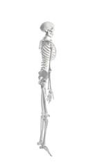 Artificial human skeleton model on white background