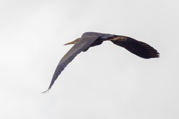 Ardeidae, purple heron or great blue heron in flight