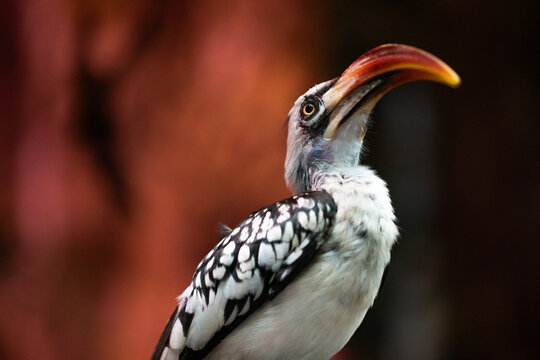 Portrait of a toucan