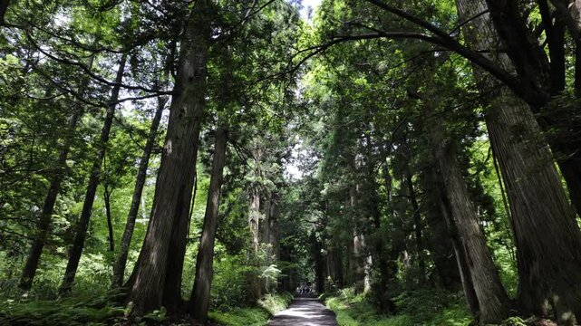 Deep in the forest, an ancient road is flanked by tall, straight cedar trees.