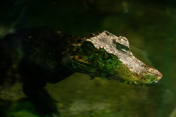 Crocodile in the water