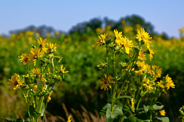 Durchwachsene Silphie (Silphium perfoliatum)