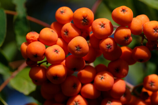 Reife Fr&uuml;chte der Eberesche