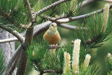 Ortolan bunting, Emberiza hortulana, beautiful songbird on tree branch