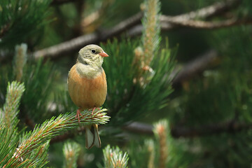 Ortolan bunting, Emberiza hortulana, beautiful songbird on tree branch