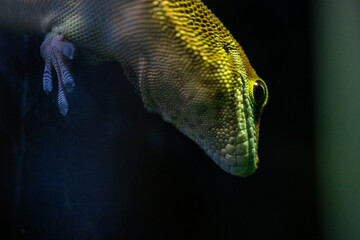 Lizard closeup