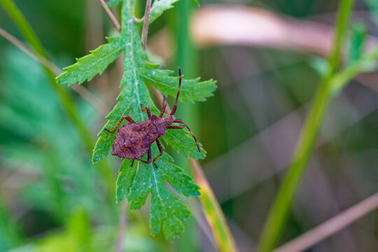 Nymphe der Lederwanze (Coreus marginatus)
