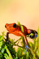 Dart Poison Frog, Blue Jeans, Oophaga pumilio, Dendrobates pumilio, Tropical Rainforest, Boca Tapada, Alajuela Province, Costa Rica, America