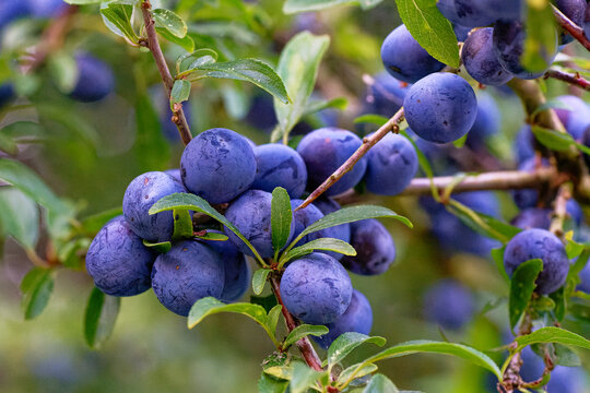 Schlehdorn Strauch mit Fr&uuml;chten. (Prunus spinosa)	